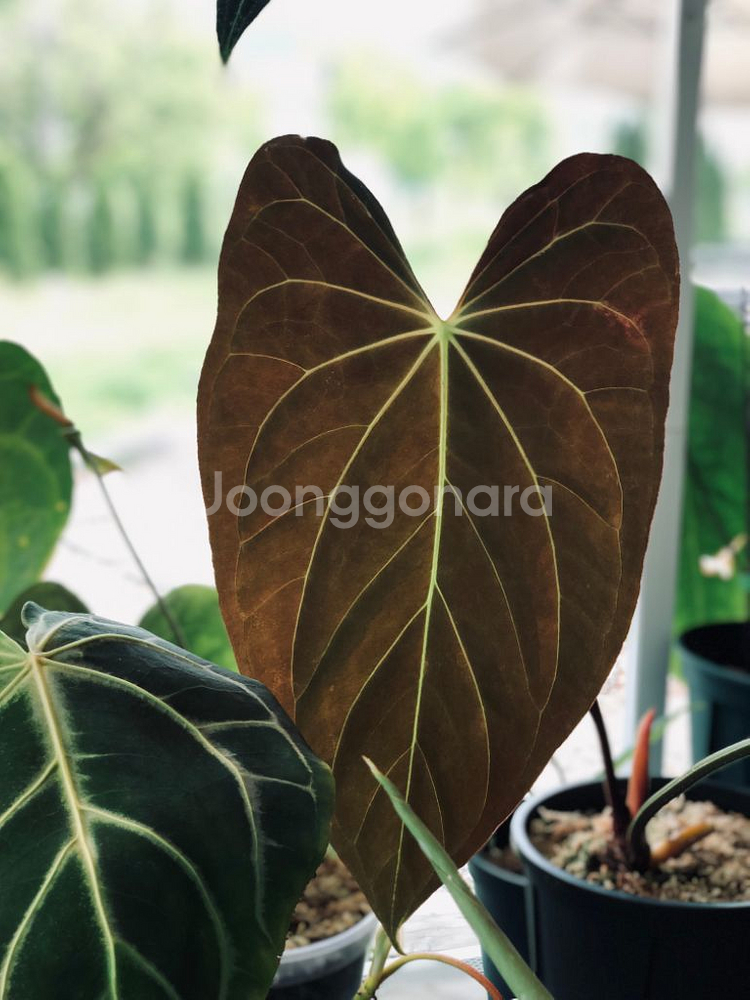 안스리움 벨벳마스크--1