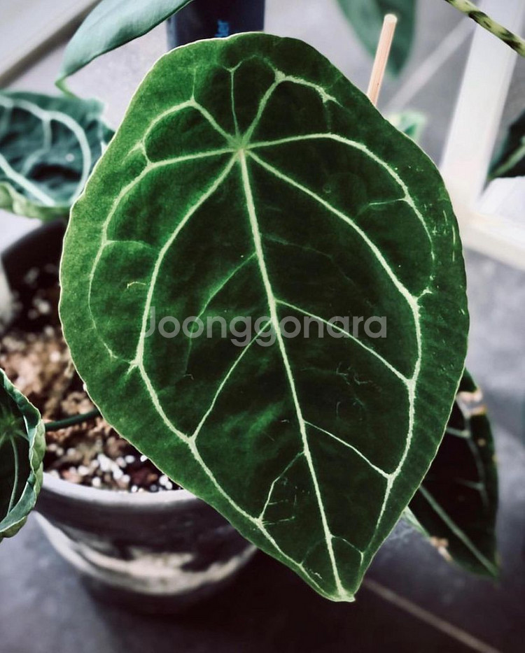 안스리움 벨벳마스크--2