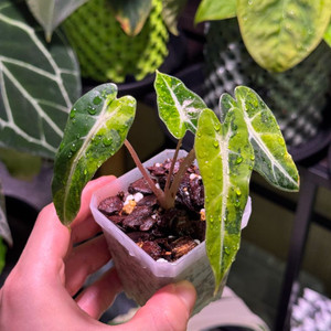 알로카시아 밤비노 옐로우 바리에가타