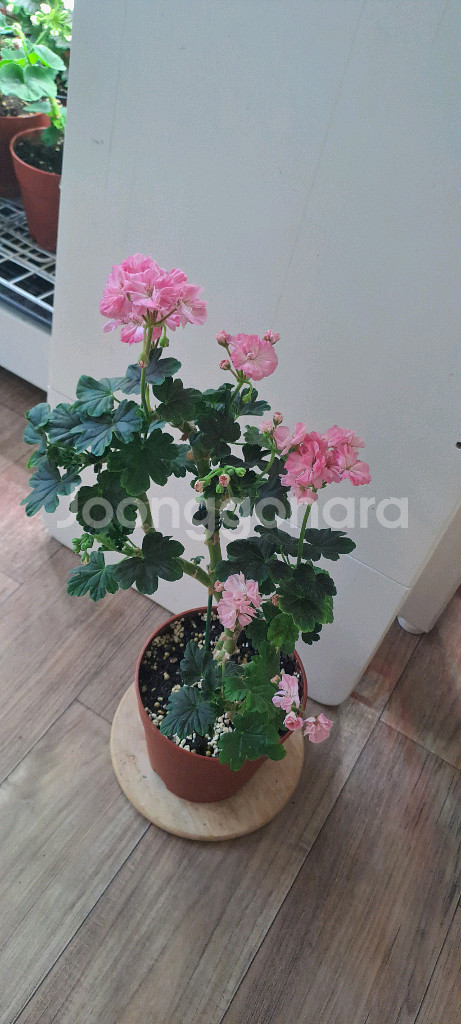 블랙맘마 제라늄 대품 분양합니다--0