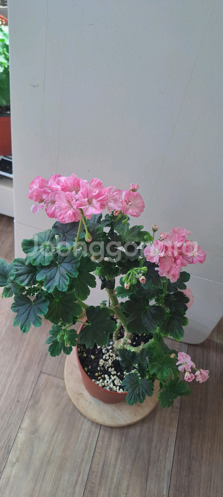 블랙맘마 제라늄 대품 분양합니다--2