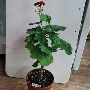 보른흘름 제라늄 대품