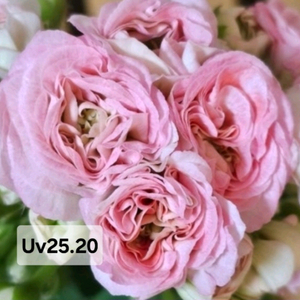 UV25.20 러시아제라늄 대품