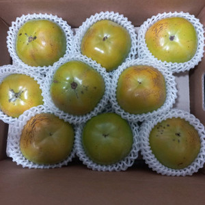 태추단감 5kg 5만원