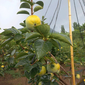 단감 10kg 24,000원부터