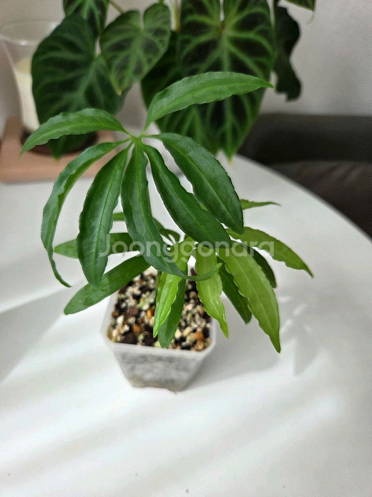 안스리움 폴리쉬스텀--0