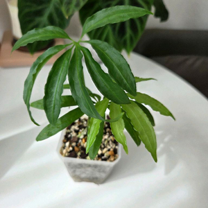 안스리움 폴리쉬스텀