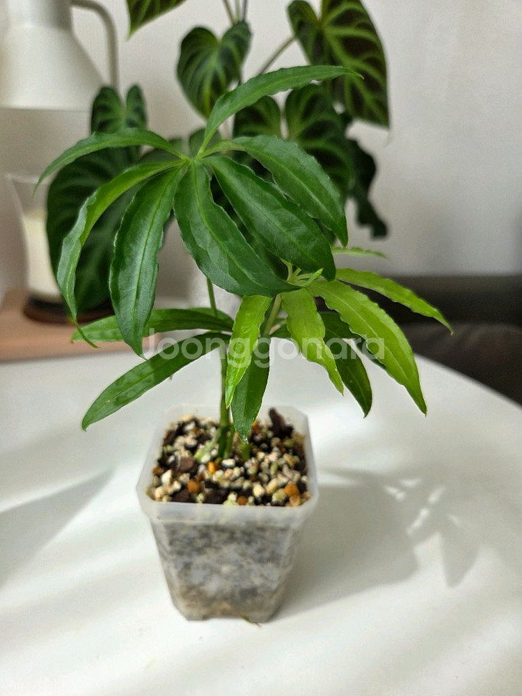 안스리움 폴리쉬스텀--1