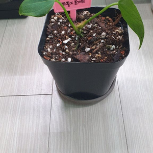 안스리움 벨벳마스크(파필x포게티) 바텀