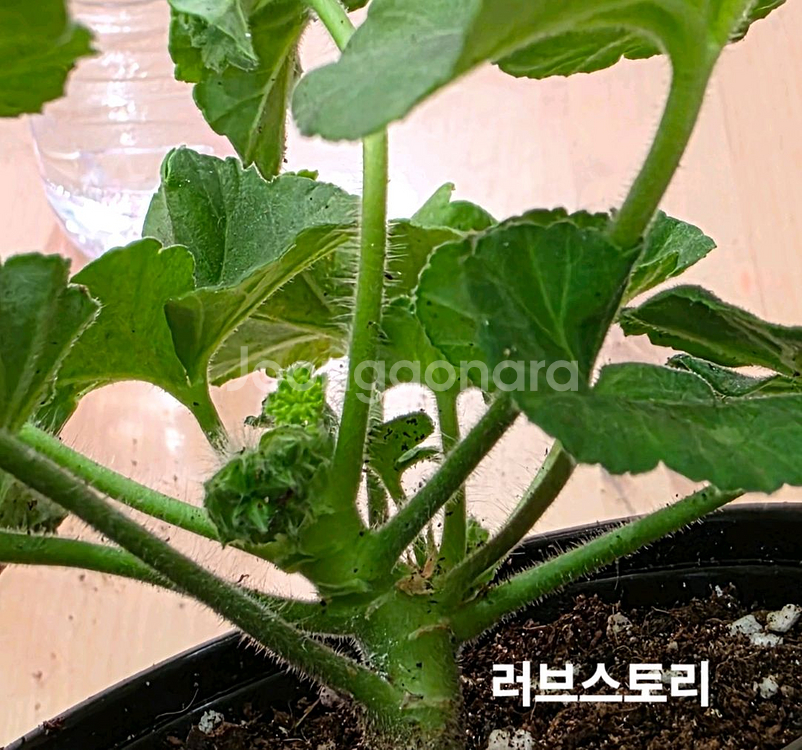 봄미앤미 제라늄 4종--4