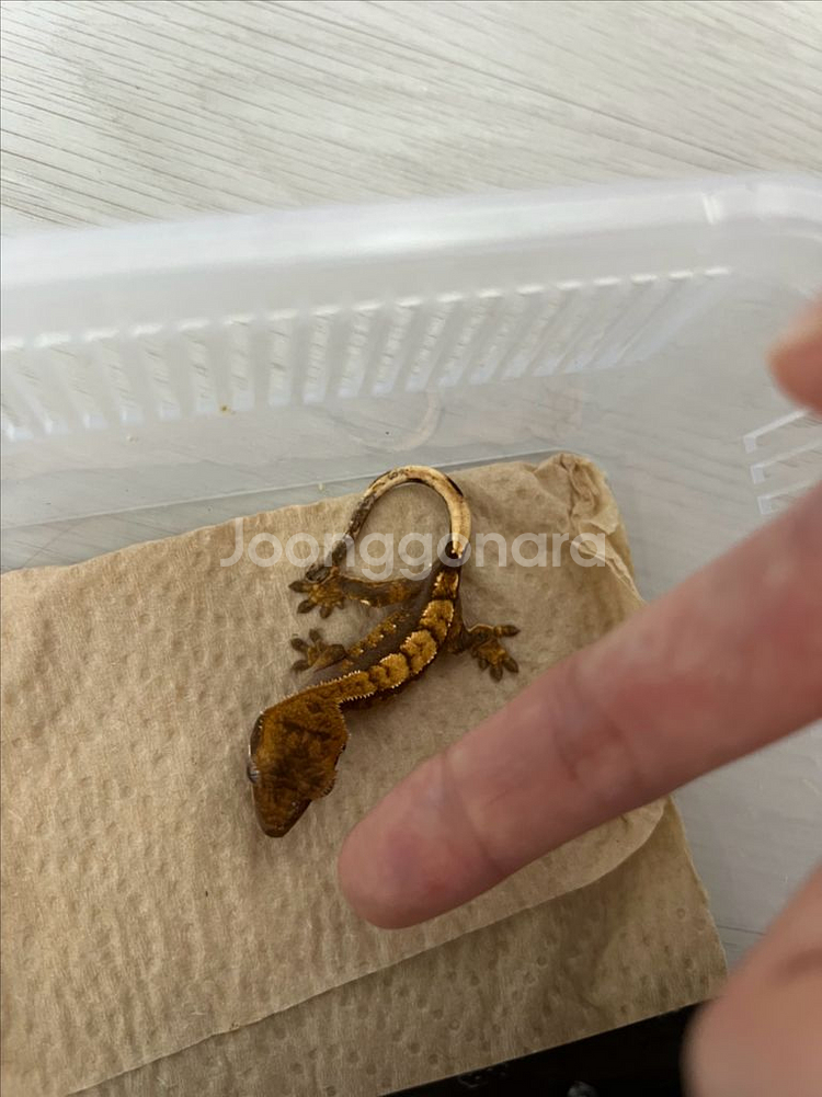 크레스티드게코 베이비--1