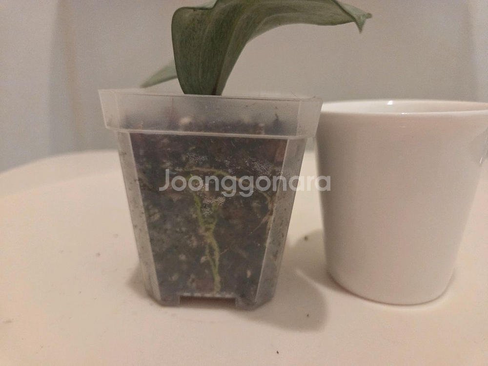호야 사라왁민트 택포(새 촉2개,사진추가)-가격내림--3