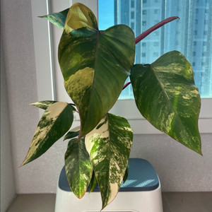 필로덴드론 스트로베리쉐이크 대품 이미지