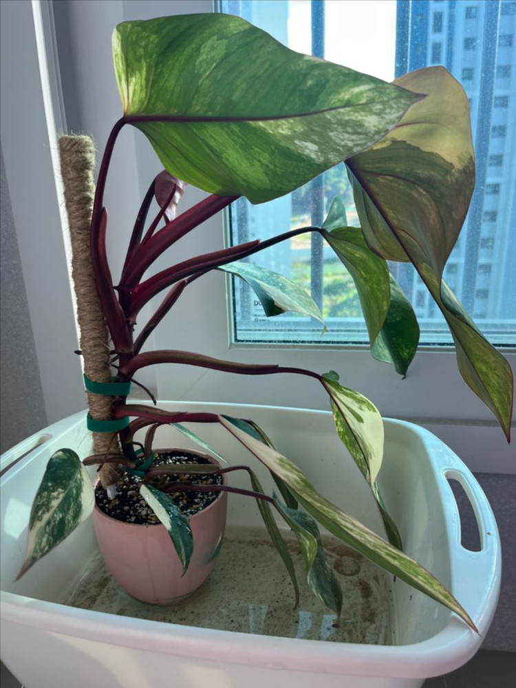 필로덴드론 스트로베리쉐이크 대품 이미지