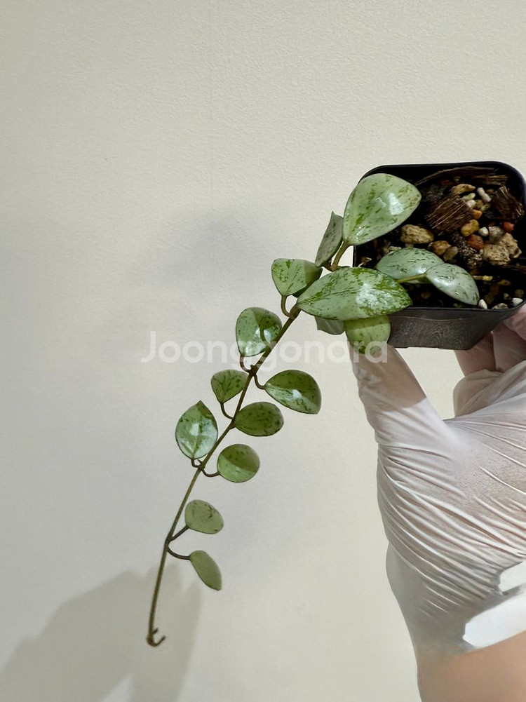 호야 라쿠노사 설가타--0