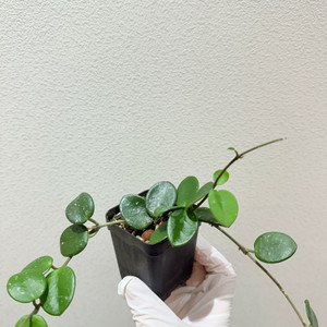 호야 마틸드