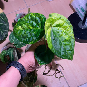 럭셔리 안스리움 하이브리드 바리에가타 (알로 x)