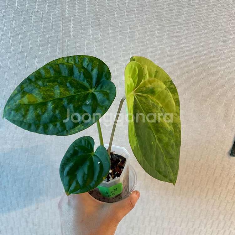 럭셔리 안스리움 하이브리드 바리에가타 (알로 x)--1