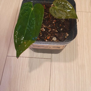 안스리움 파필레전드x미쉘