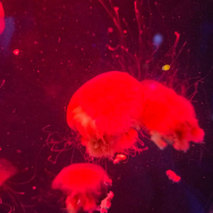 ㅅㄹㅅ