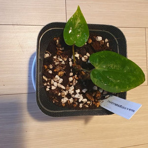 안스리움 테줄라자미F3블체x다크피닉스