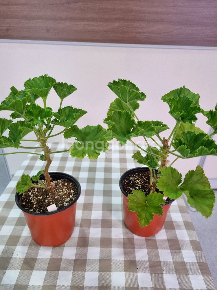 제라늄 리갈 마셔니오브뷰트--0