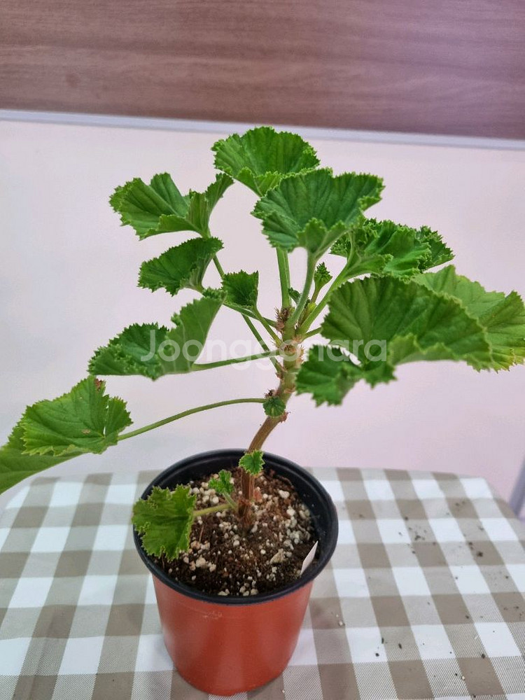 제라늄 리갈 마셔니오브뷰트--2