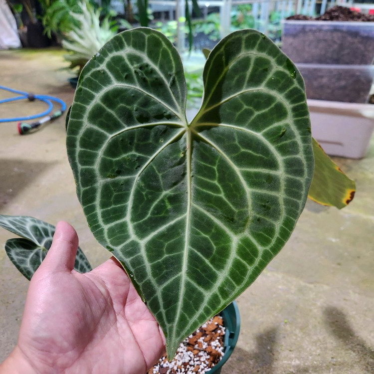 안스리움 클라리네비움 타란튤라--3