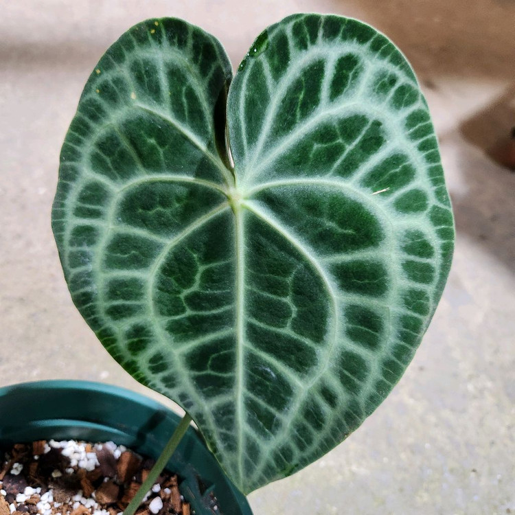 안스리움 클라리네비움 타란튤라--6