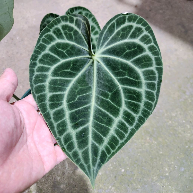 안스리움 클라리네비움 타란튤라--5