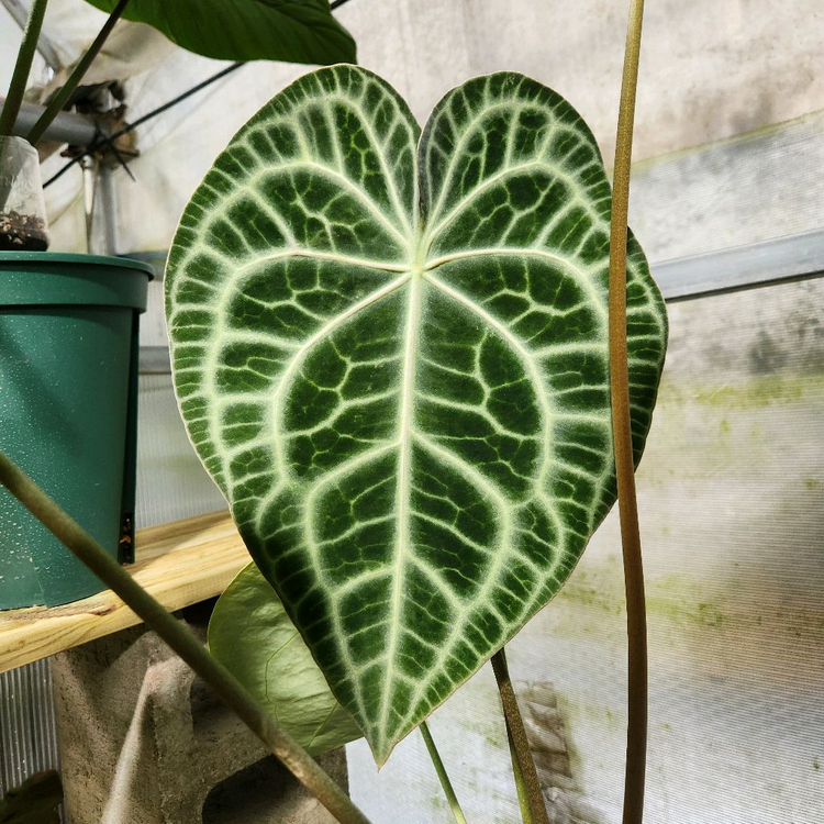 안스리움 클라리네비움 타란튤라--1