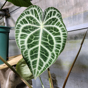 안스리움 클라리네비움 타란튤라