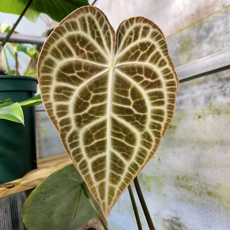 안스리움 클라리네비움 타란튤라--2