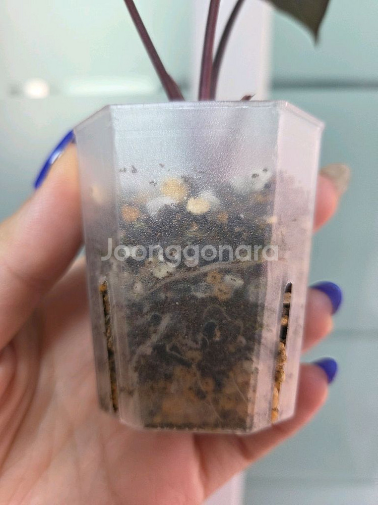 알로카시아 세렌디피티 바리에가타--2