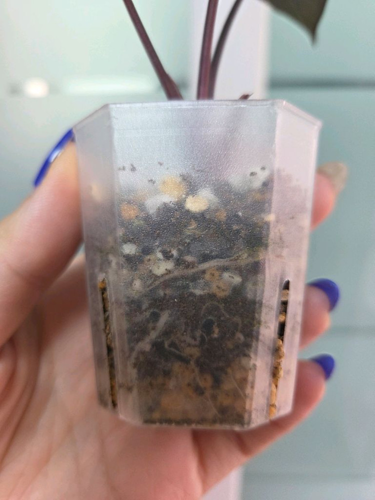 알로카시아 세렌디피티 바리에가타--2