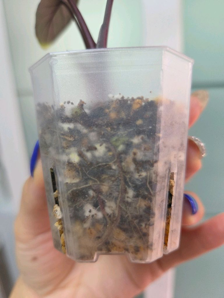 알로카시아 세렌디피티 바리에가타--3