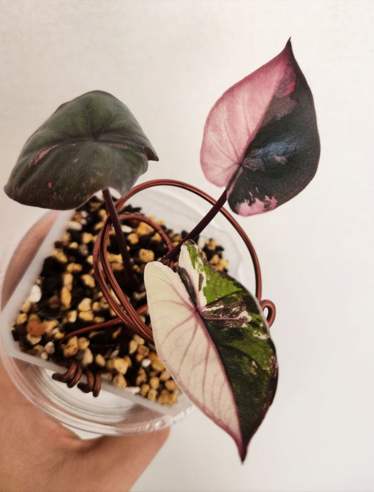 알로카시아 세렌디피티 바리에가타--5