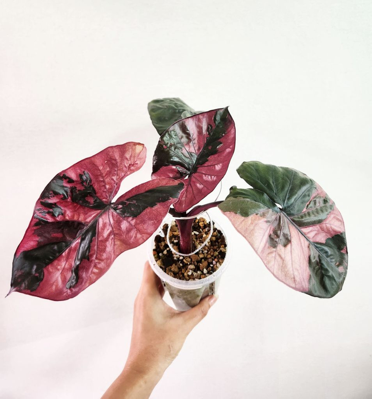 알로카시아 세렌디피티 바리에가타--4