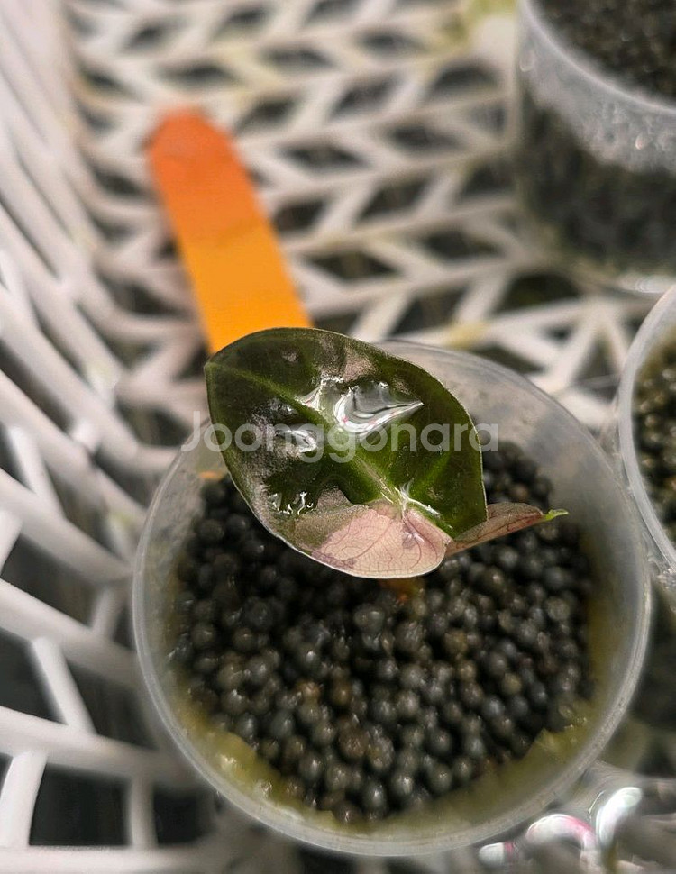 알로카시아 하트벌룬 핑크--0