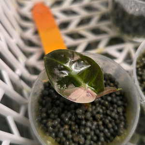 알로카시아 하트벌룬 핑크