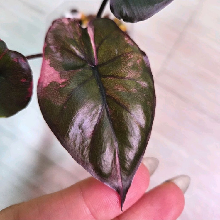 알로카시아 세렌디피티 바리에가타--1