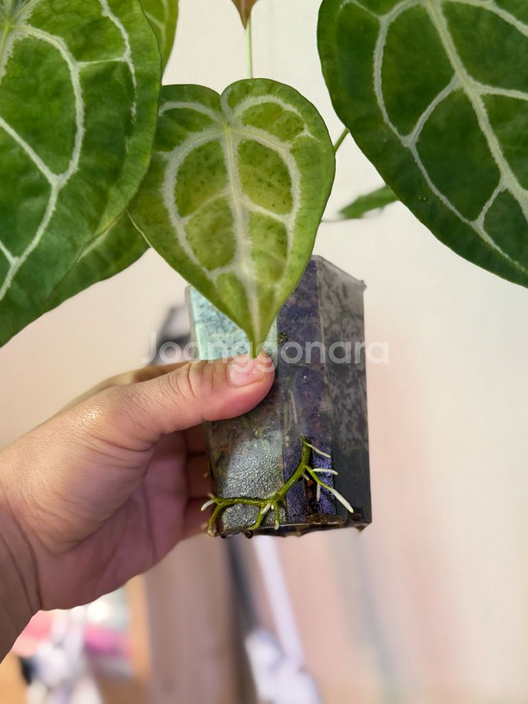 안스리움 크리스탈리넘 남미화이트스트라이프--2