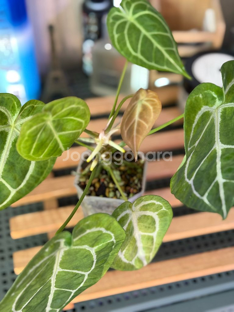 안스리움 크리스탈리넘 남미화이트스트라이프--1