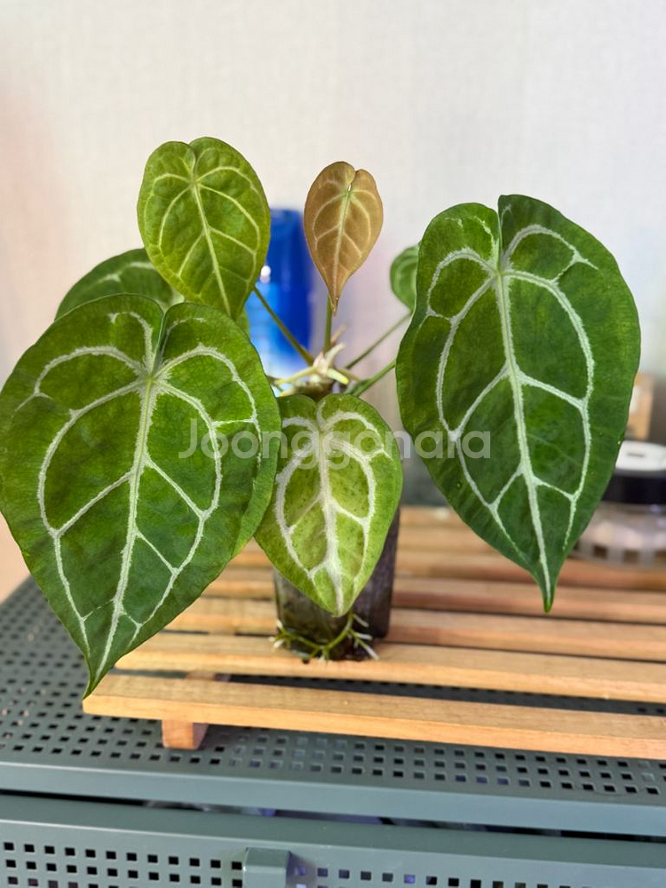 안스리움 크리스탈리넘 남미화이트스트라이프--0