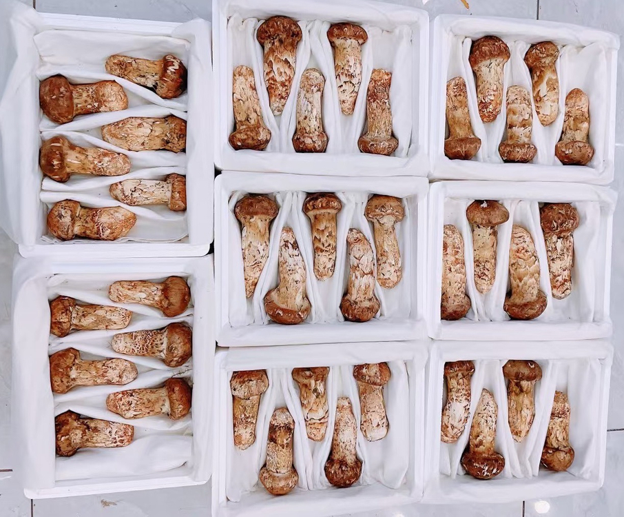 (추석선물)특1등급 백두산 자연산 송이버섯 이미지