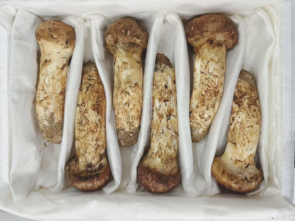 (추석선물)특1등급 백두산 자연산 송이버섯 이미지