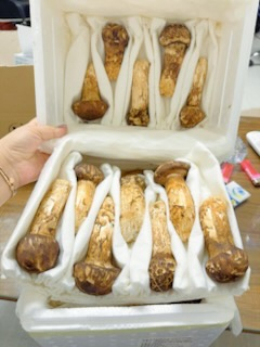 (추석선물)특1등급 백두산 자연산 송이버섯 이미지