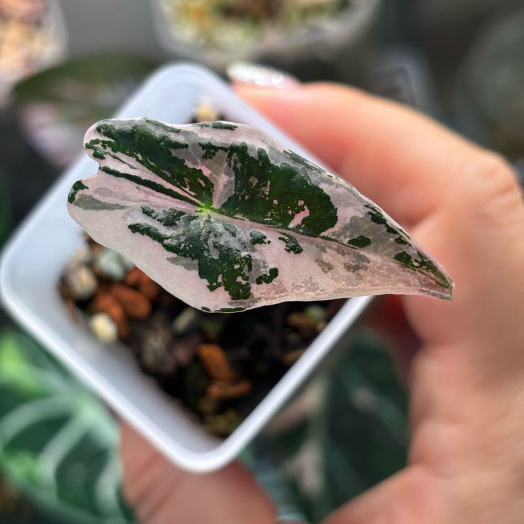 알로카시아 노빌리스 핑크 바리에가타--4