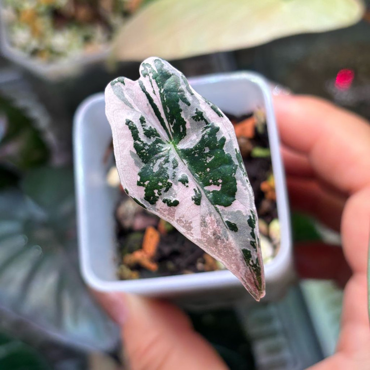 알로카시아 노빌리스 핑크 바리에가타--2