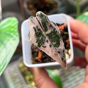 알로카시아 노빌리스 핑크 바리에가타